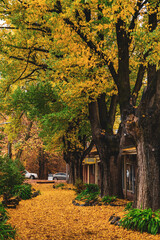 autumn in the town park