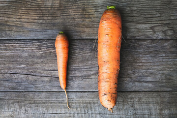 Big and small carrots, size matters concept, self esteem, self confidence and size issue