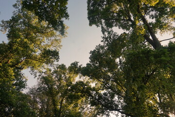 Green Leafy Tree Tops Against Blue Sunny Sky