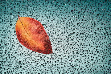 Autumn background, fallen leaf on wet window, fall poster with copy space