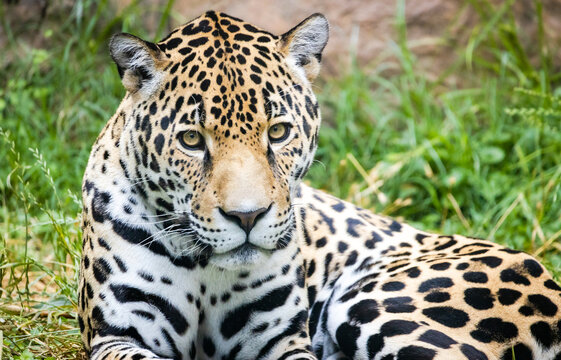 Jaguar from South American as zoo specimen in Birmingham Alabama.