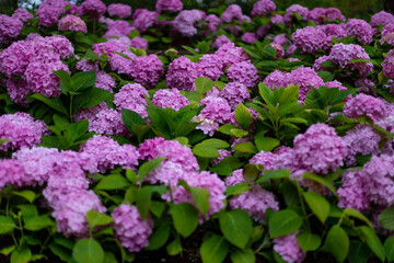 공원에 피어있는 보라색 수국
Purple hydrangeas blooming in the park

