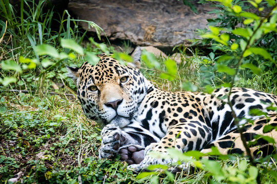 Jaguar from South American as zoo specimen in Birmingham Alabama.