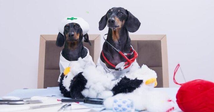 Two cute dachshund dogs in uniform of doctor with a stethoscope and nurse cap are barking, sitting at a table on which lies a torn stuffed toy that they are trying to fix