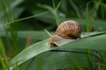 Grape snail crawls on a green leaf.Concept of control against garden pests.