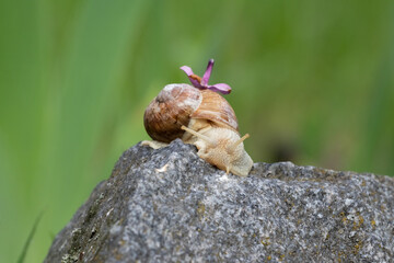 Garden grape snail with lilac flower.Snail and flowers.For poster.