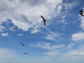 seagull in flight