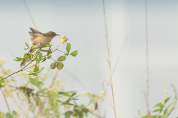 Paddyfield Pipit -Anthus novacseelandiae, sitting on tree, bird image with copyspace