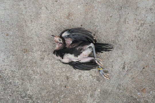 A young black rooster lies dead on the cement floor. plague in poultry.