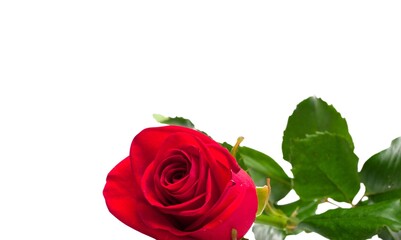 Bright fresh beautiful rose on the desk