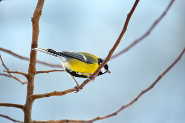 Obraz premium Yellow wild tit bird perching on tree branch on cold winter day