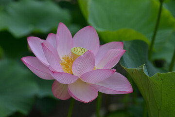 唐招提寺の蓮６