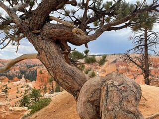 Bryce Twisted Tree
