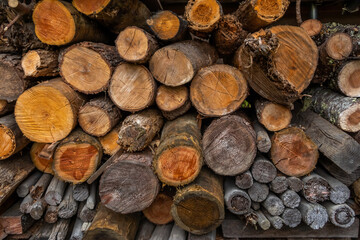 キャンプ場で薪の準備　campgrounds. Preparing firewood 