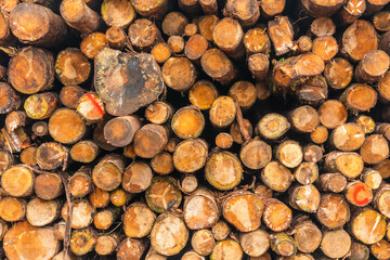 キャンプ場で薪の準備　campgrounds. Preparing firewood 