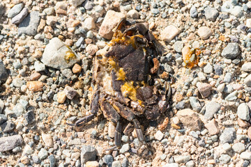 close up of roadkill, a dead and squashed fresh water crab lying on stones, abstract nature