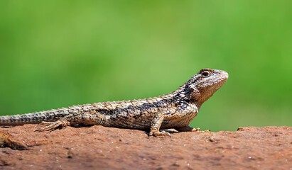 Texas spiny lizard (Sceloporus olivaceus) basking on a rock in the garden. Natural green background with copy space. - 511200486