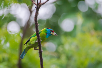 Blue-throated Barbet bird on a branch