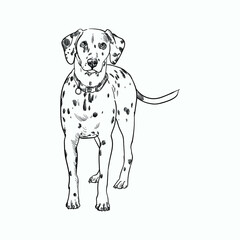 Vintage hand drawn sketch dalmatian dog