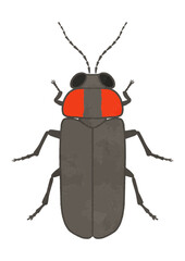 平家蛍のイラスト