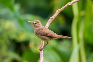 Blyth's Reed Warbler on a branch,  seen in a India.