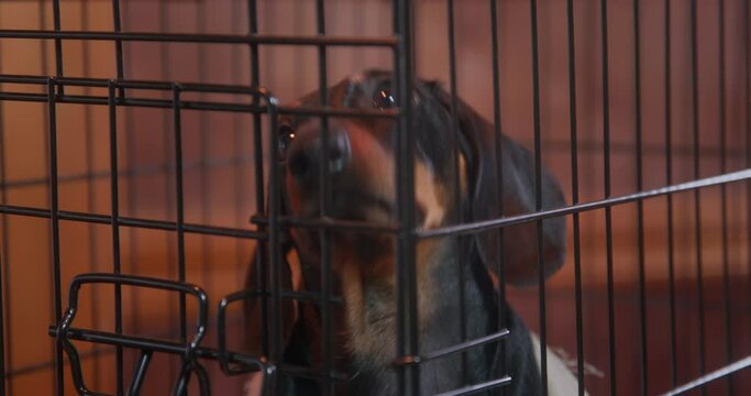 Portrait of sad dachshund puppy sitting in cage and carefully looking around waiting for it to be released, close up, front view. Equipment for safe transportation of pet. Punishment for bad behavior