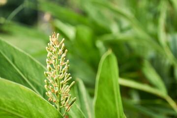 Green leaves in the forest - stock photo