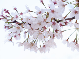 桜、桜、桜