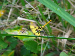 Yellow dragonfly that stays on the grass