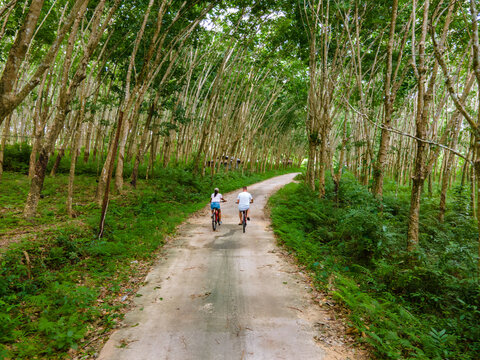 a couple of men and women on bicycle in the jungle of Koh Yao Yai Thailand, men and woman bicycling alongside a rubber plantation in Thailand. 
