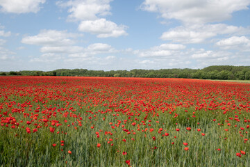 Fototapeta na wymiar Wheat fields with poppies in Cambridgeshire, England