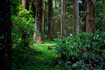 Taiwan, Xitou, forest, protected area, forest trail