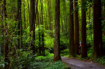 Taiwan, Xitou, forest, protected area, forest trail