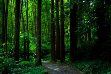 Taiwan, Xitou, forest, protected area, forest trail