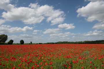 Wheat fields with poppies in Cambridgeshire, England