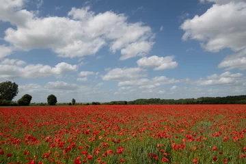 Tuinposter Wheat fields with poppies in Cambridgeshire, England © David EP Dennis 