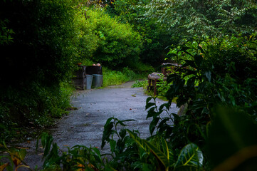 dense, forest, secret, fresh, garden, secret garden