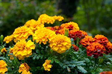 colorful, bloom, marigold, chrysanthemum, flower