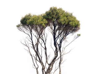 View of manuka tree branches isolated on white background