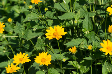 Heliopsis helianthoides, rough oxeye, false sunflower yellow flowers closeup selective focus