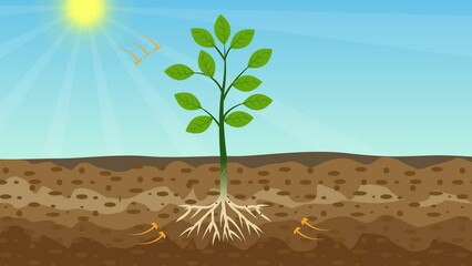 Photosynthesis process animation with a green plant and shiny sun. Green plants are getting energy and nutrition from the sun and soil 4K footage. Tree is producing oxygen and sugar animated video.