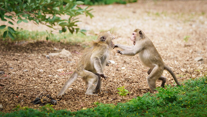 Portrait, Two monkeys or Macaca in the forest park are fighting each other. Controversy for leadership, they are fearful, dangerous, threatening and ready to fight at Khao Ngu Stone Park, Ratchaburi.