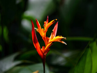 Obraz premium orange flower in a garden on Hawaii