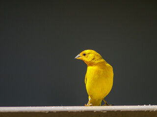 Saffron finch perched on ledge with background out of focus