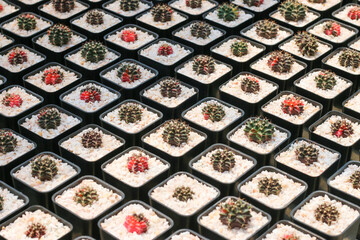 Cactus succulent plant in the greenhouse