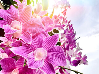 sunlight reflecting purple pink orchids against bright sky 