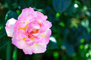 Delicate wavy petals of a lilac rose on a green blurred background.
