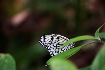 Black and White Butterfly