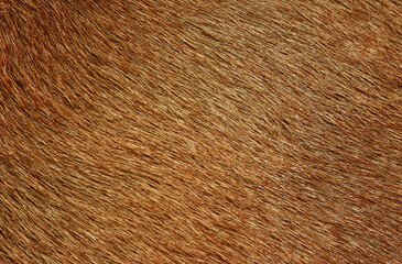 Full frame brown fur, brown deer fur for the background.