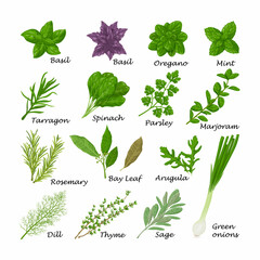 Fototapety  Spicy herbs. A large set of herbs for seasoning. Basil, oregano, mint and spinach and also parsley, marjoram, rosemary and bay leaf. Collection of spicy herbs. Vector illustration